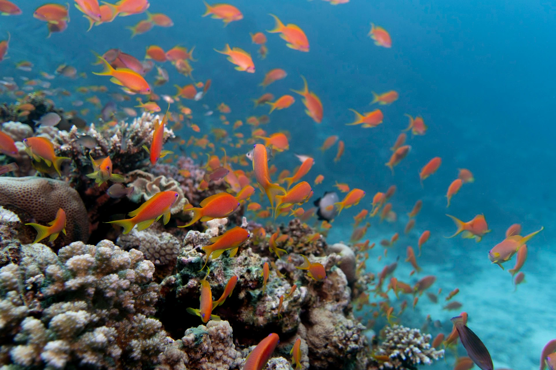 Hurghada — visite guidée privée avec guide francophone