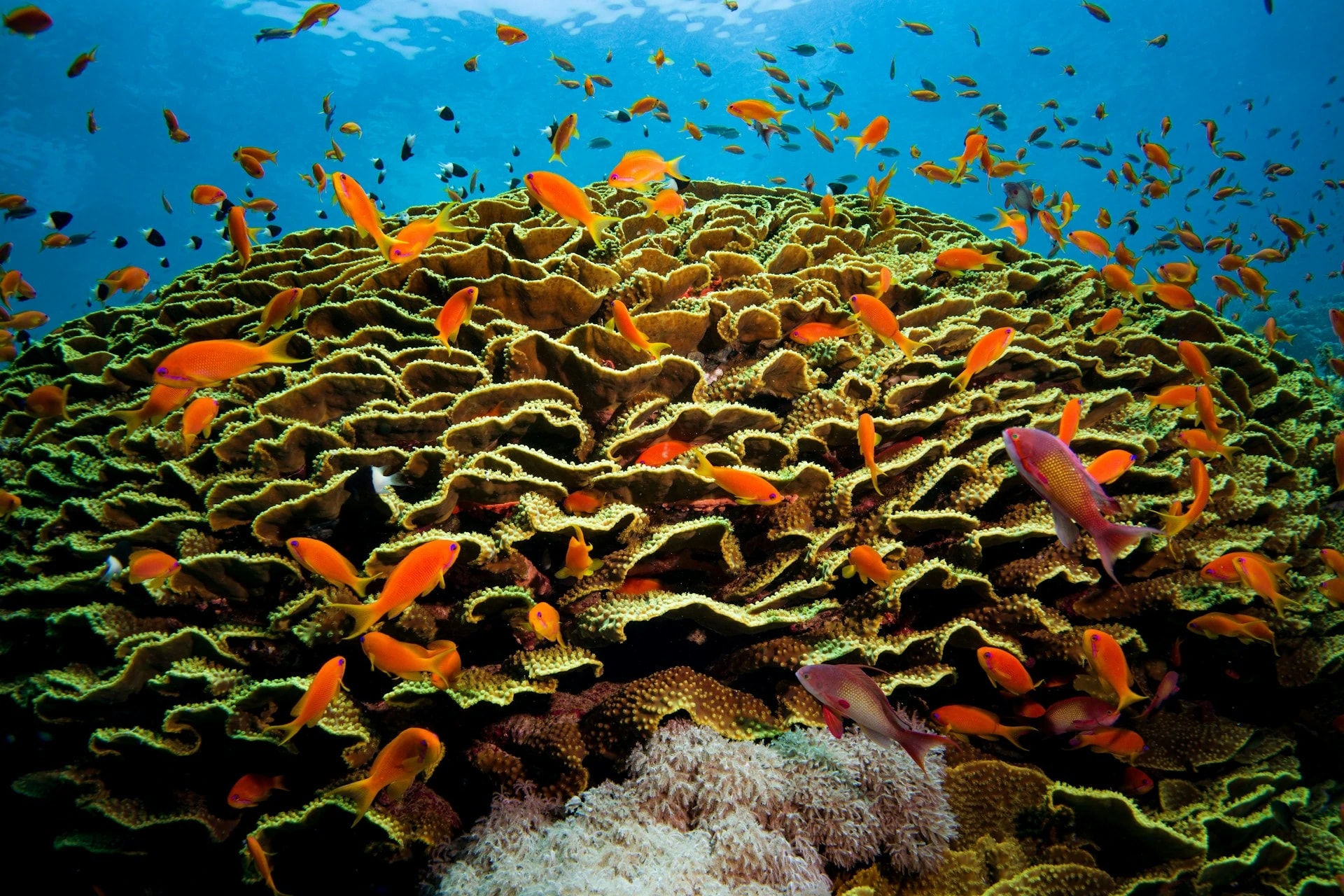 Hurghada — visite guidée privée avec guide francophone
