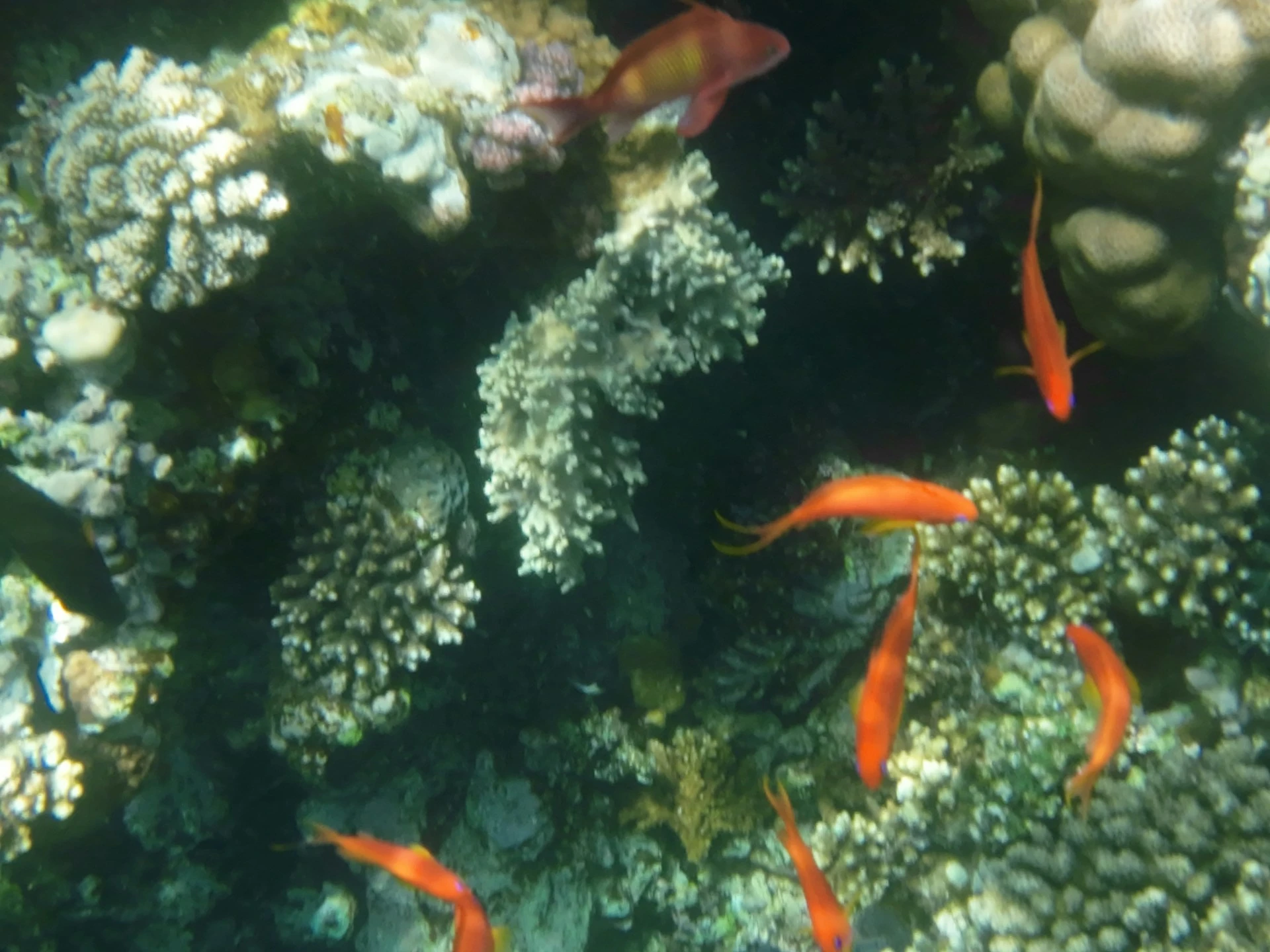 Hurghada — visite guidée privée avec guide francophone