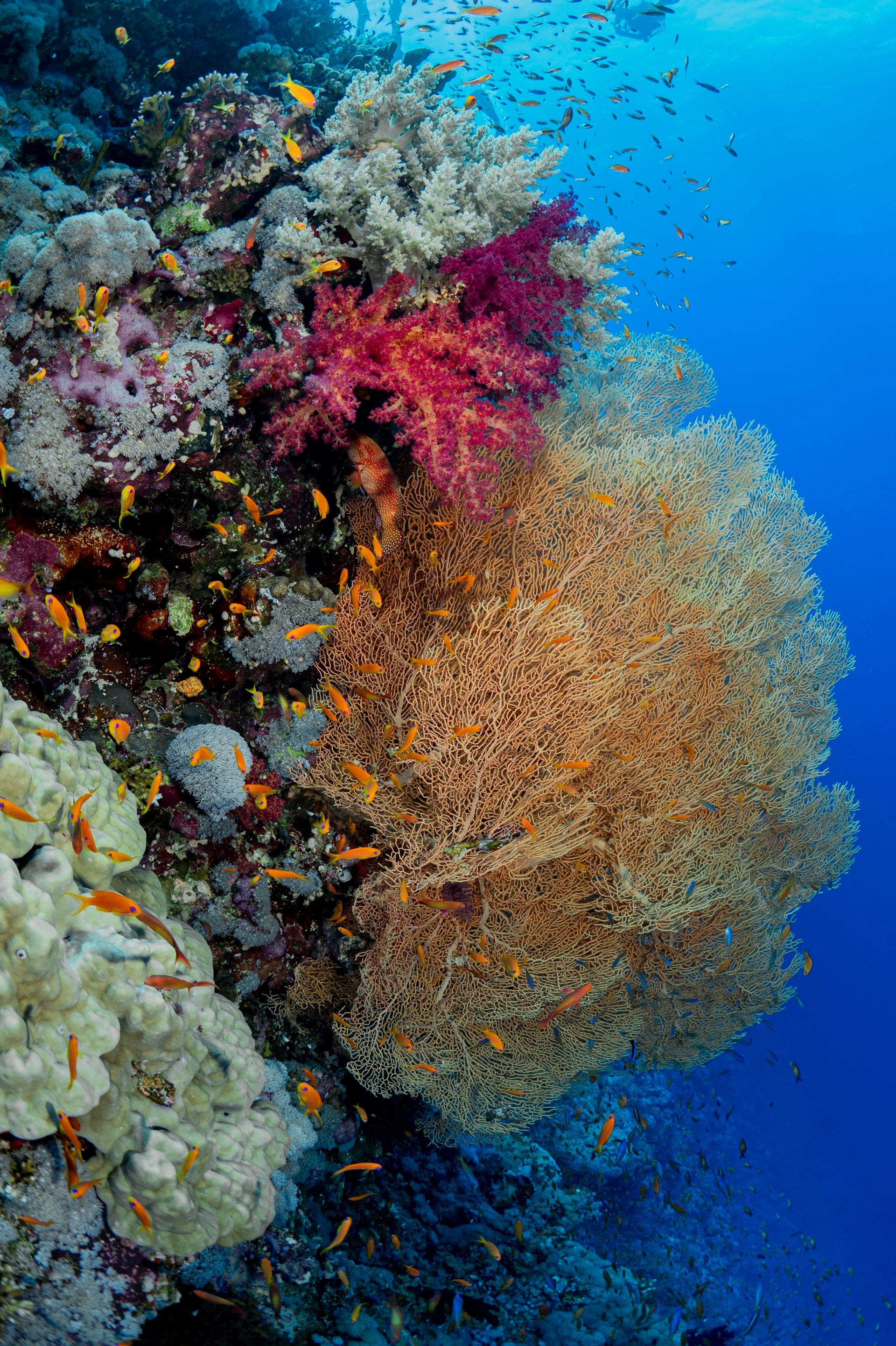 Hurghada — visite guidée privée avec guide francophone