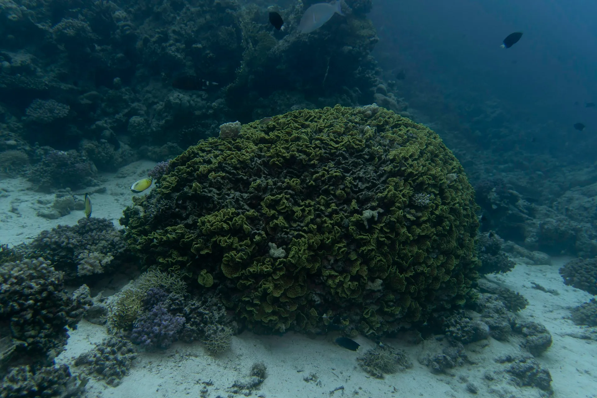 Hurghada — visite guidée privée avec guide francophone