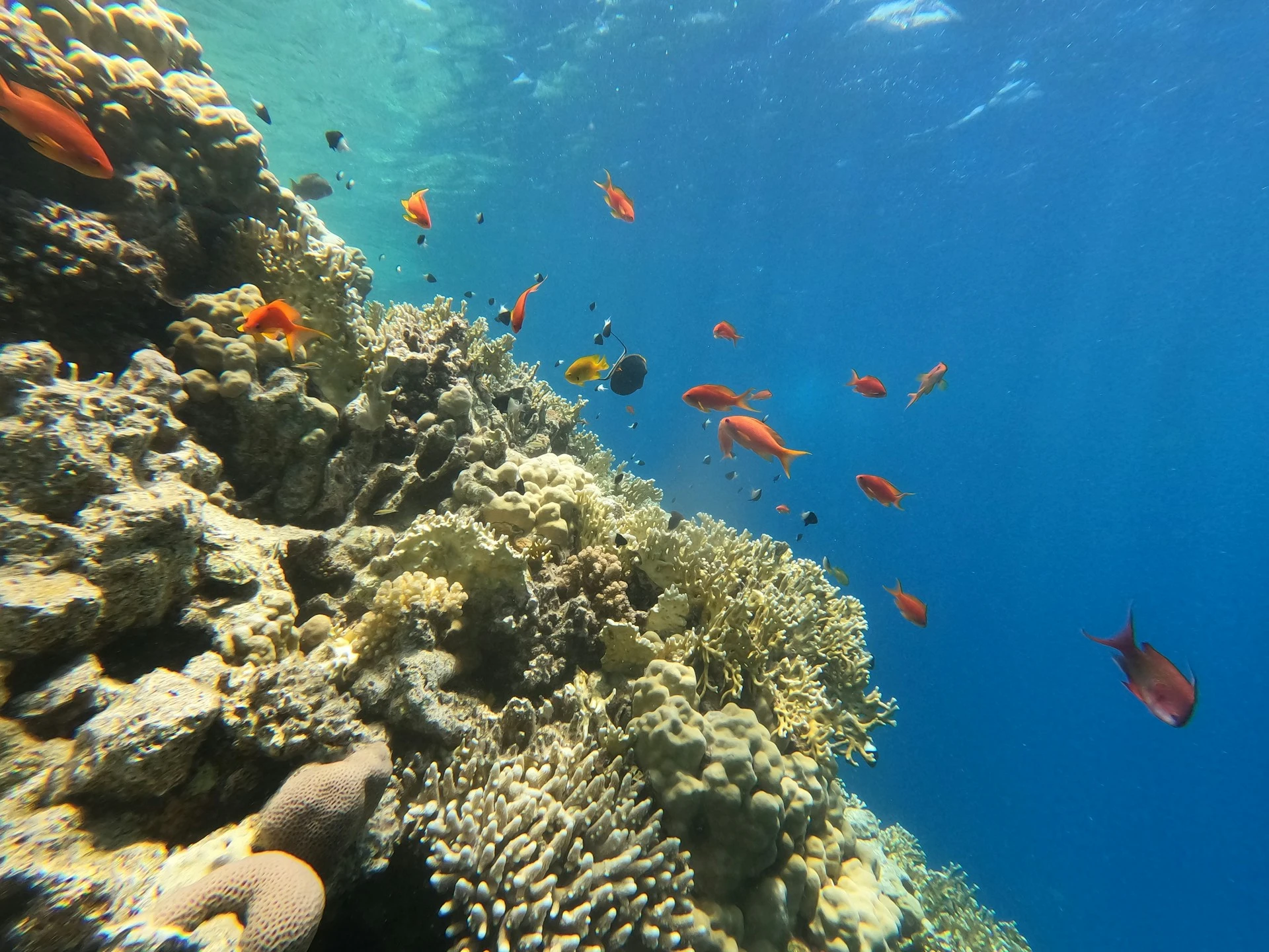 Hurghada — visite guidée privée avec guide francophone