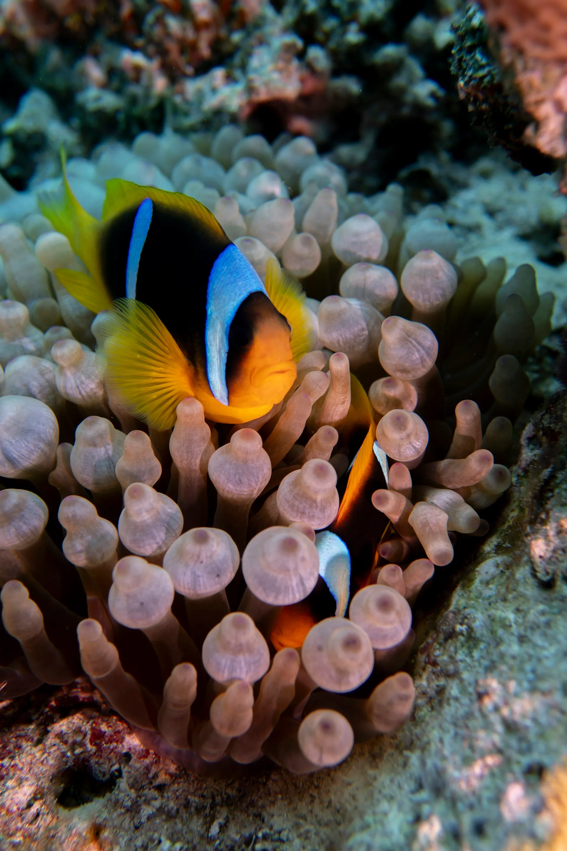 Hurghada — visite guidée privée avec guide francophone
