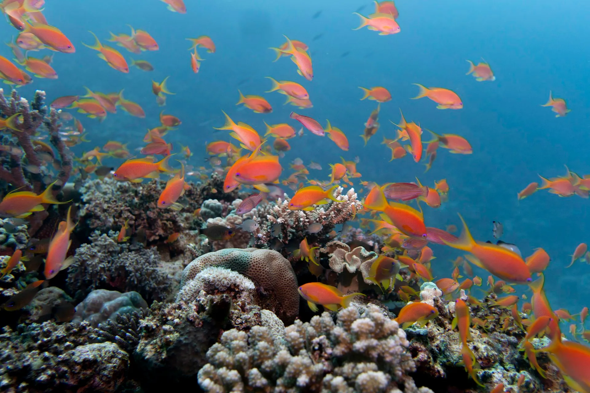 Hurghada — visite guidée privée avec guide francophone